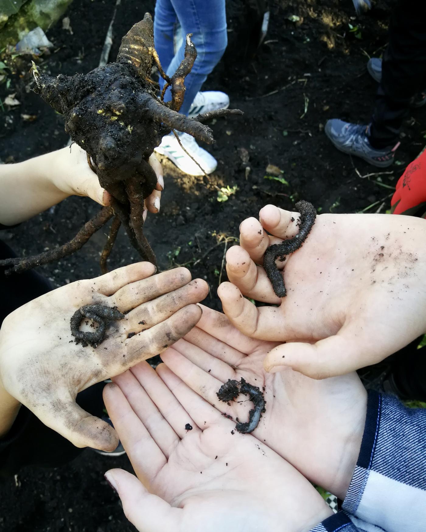 P20_3_Garten02 Unser Schulbeet: In der Natur arbeiten, entdecken, beobachten, graben, einpflanzen, ernten, Spaß haben