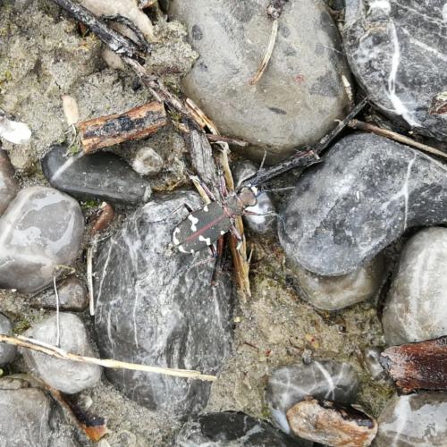 Klasse 2c:  Keine Elritzen im Lech