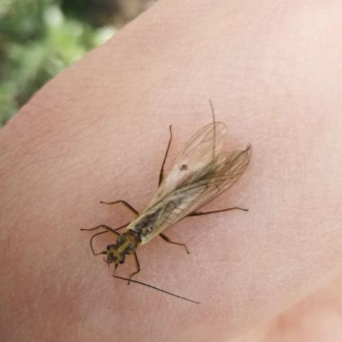 Klasse 2c:  Keine Elritzen im Lech