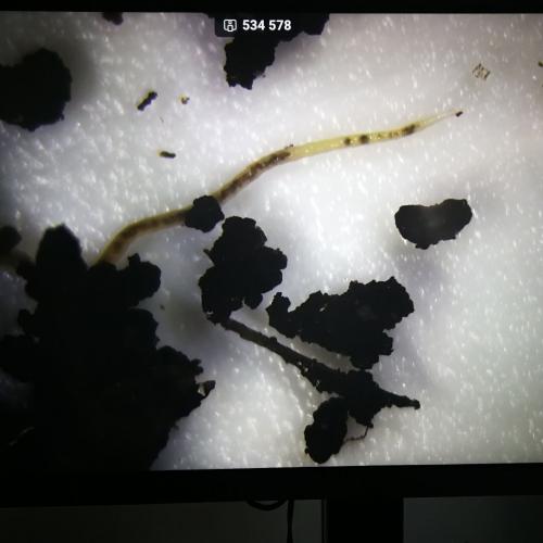 Virtuelle und reale Welt der Bodentiere