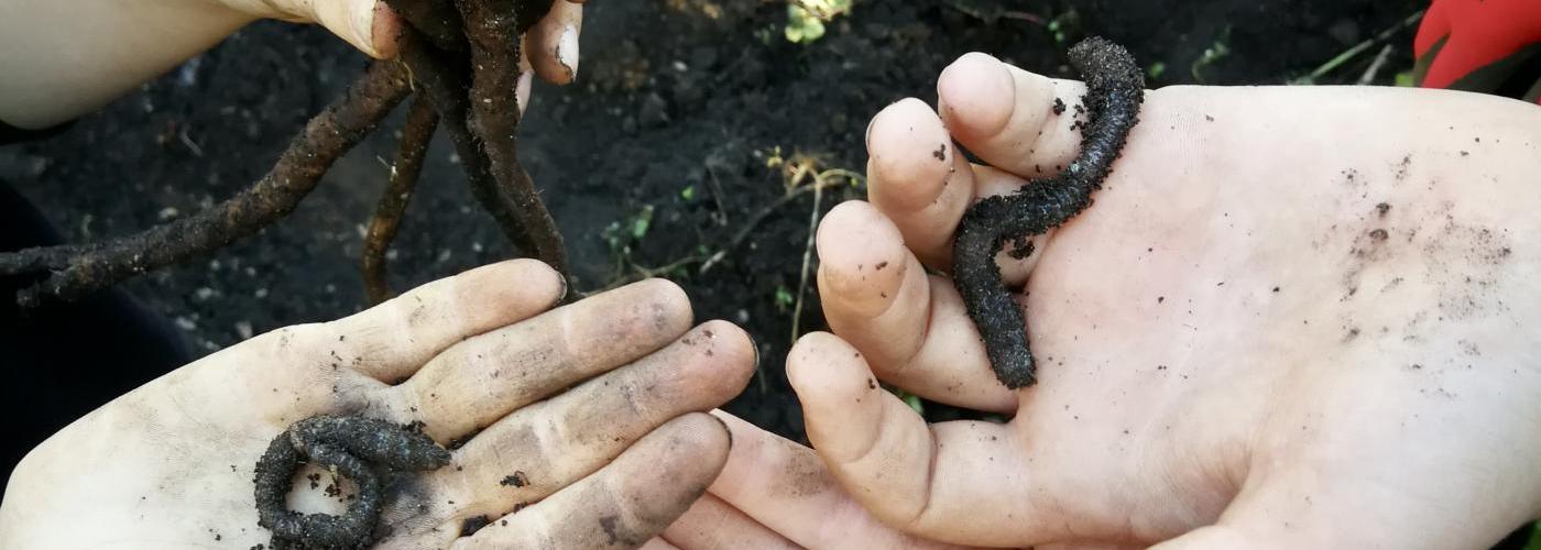 Unser Schulbeet: In der Natur arbeiten, entdecken, beobachten, graben, einpflanzen, ernten, Spaß haben